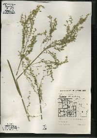 Glyceria canadensis image