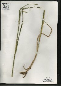 Glyceria canadensis image