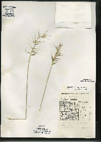 Elymus hystrix image