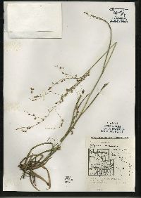 Glyceria canadensis image