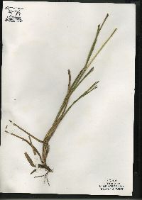 Glyceria canadensis image