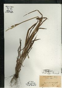 Paspalum setaceum var. stramineum image