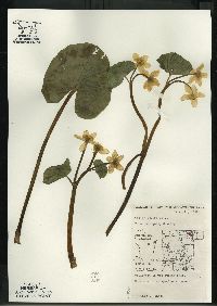 Caltha palustris image