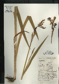 Iris versicolor image