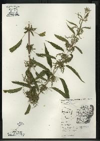 Urtica gracilis image