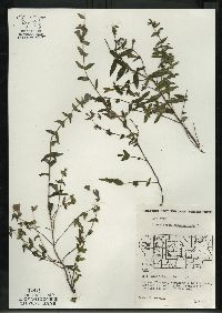 Scutellaria galericulata image