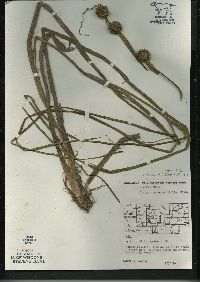 Sparganium androcladum image