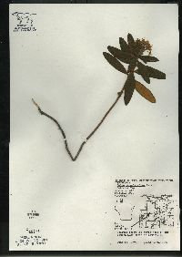 Rhododendron groenlandicum image