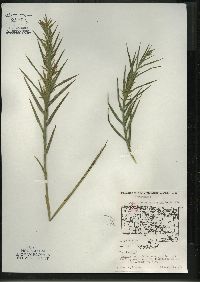 Dulichium arundinaceum var. arundinaceum image