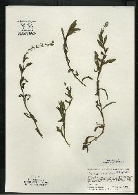 Myosotis scorpioides image