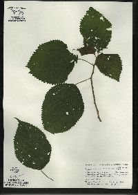 Laportea canadensis image