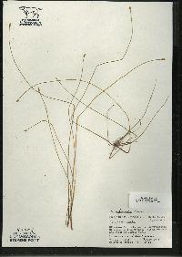 Eleocharis erythropoda image