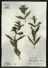 Mimulus ringens var. ringens image