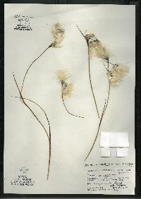 Eriophorum angustifolium subsp. angustifolium image