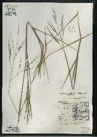 Panicum dichotomiflorum subsp. dichotomiflorum image