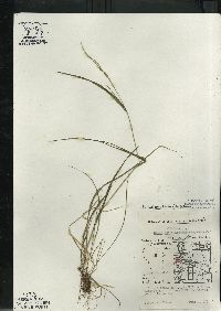 Festuca subverticillata image