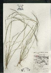 Aristida basiramea image