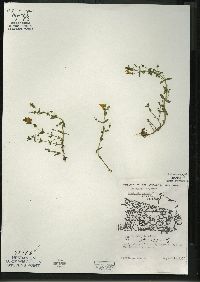 Gratiola aurea image