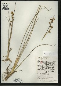 Scheuchzeria palustris image