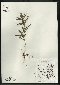 Lysimachia lanceolata image