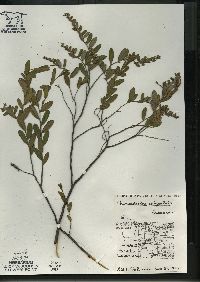 Chamaedaphne calyculata image