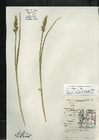 Carex stipata var. stipata image