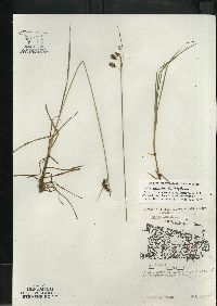 Carex magellanica subsp. irrigua image