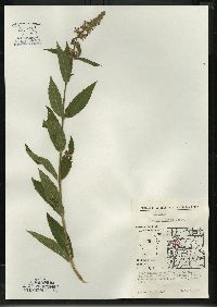 Stachys tenuifolia image