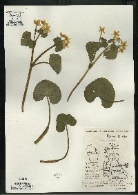 Caltha palustris image