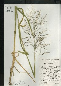 Glyceria grandis image