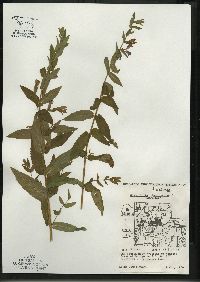 Scutellaria galericulata image