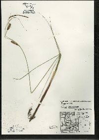 Carex lasiocarpa image