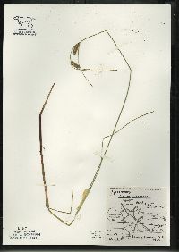 Carex lasiocarpa image