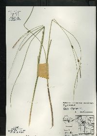 Carex oligosperma image