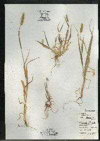 Setaria pumila image