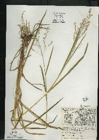 Glyceria canadensis image