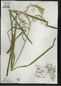 Glyceria canadensis image