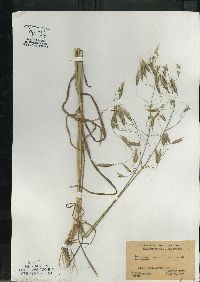 Bromus arvensis image