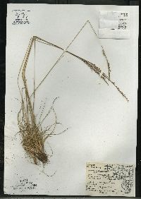 Festuca saximontana image