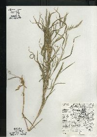 Muhlenbergia frondosa image