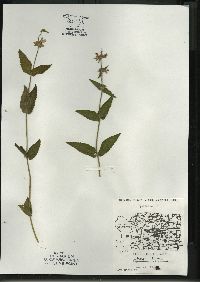 Stachys tenuifolia image