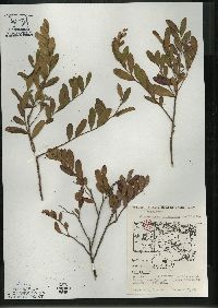 Chamaedaphne calyculata image