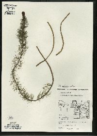 Myriophyllum sibiricum image