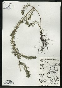 Myriophyllum sibiricum image