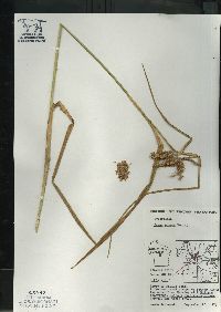 Carex comosa image