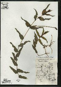 Potamogeton richardsonii image