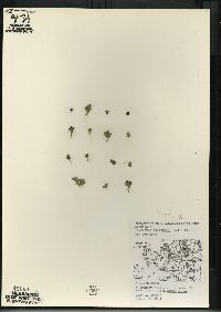 Spirodela polyrrhiza image