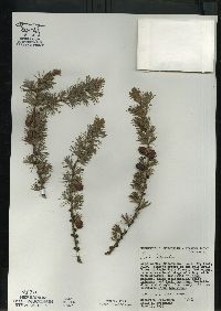 Larix laricina image