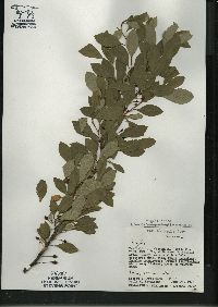 Ilex mucronata image