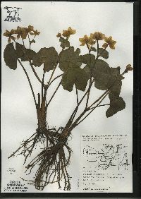 Caltha palustris image